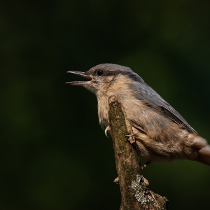 Redwell   20 06 2020   D800   Les 91.jpg